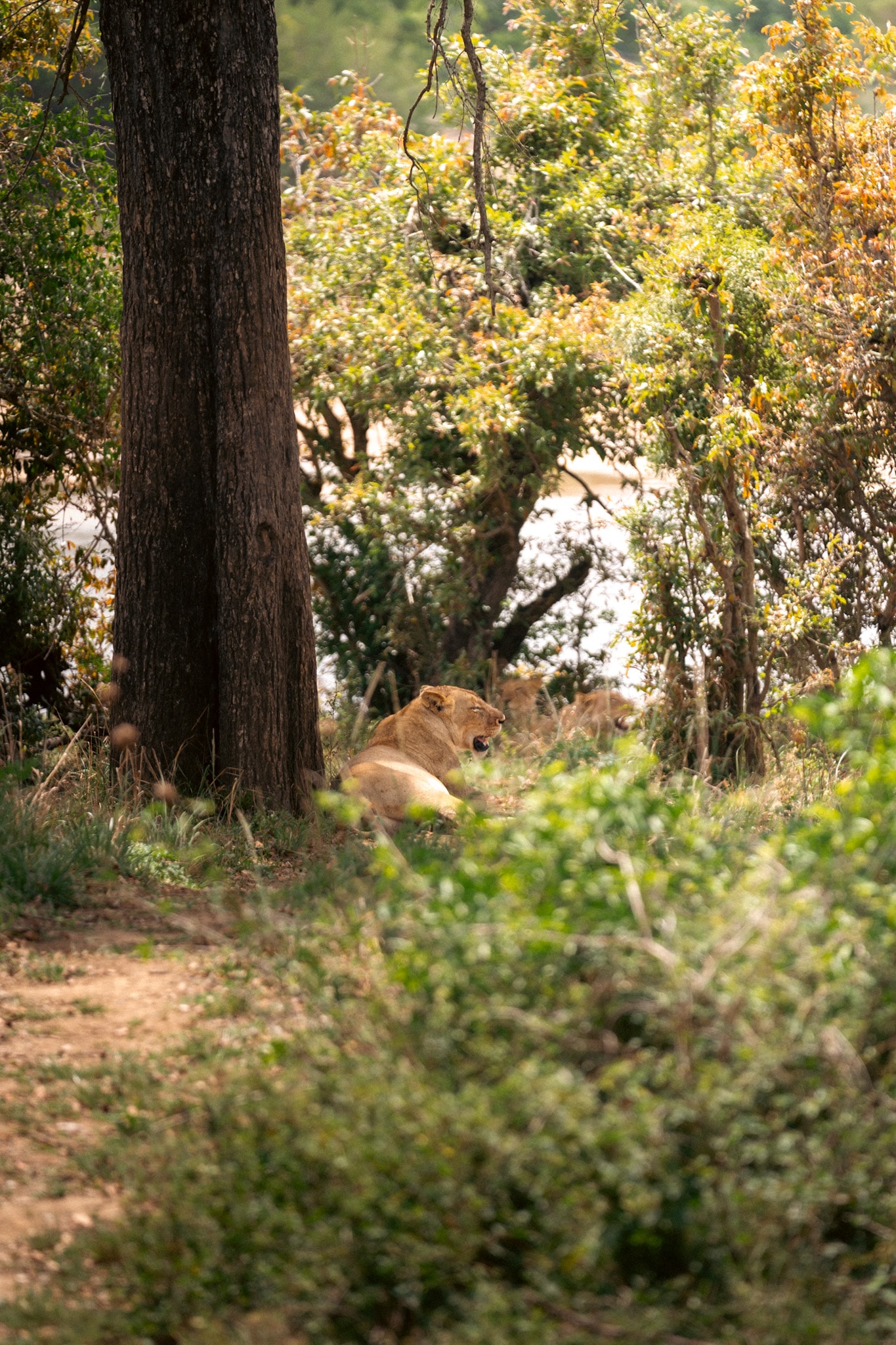 Lazy@Kruger property grounds