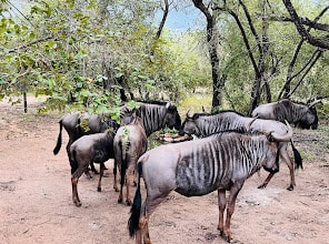 Zebras at Lazy@Kruger